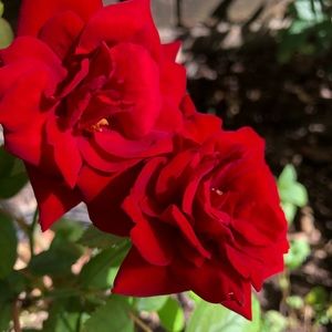 Meet your Posher, Gisele